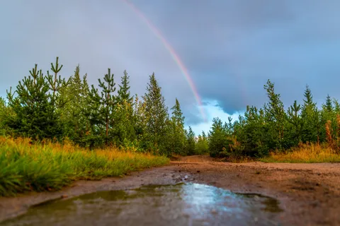 Лесная дорога с лужами после дождя