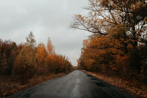 Свободная загородная дорога среди осеннего леса