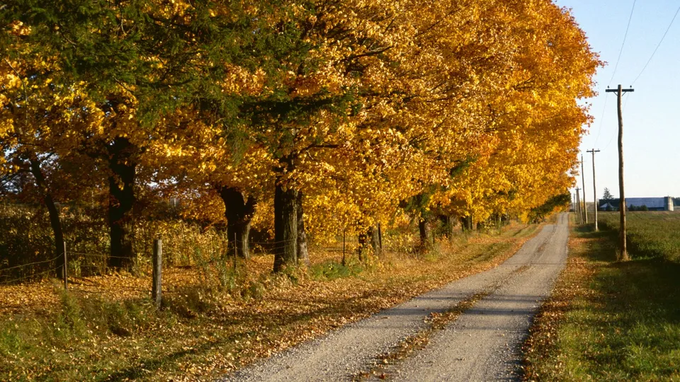 Дорога через осенний лес в солнечный день